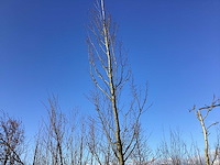 Haagbeuk - vormbomen - afbeelding 1 van  2