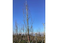 Haagbeuk - vormbomen - afbeelding 2 van  2