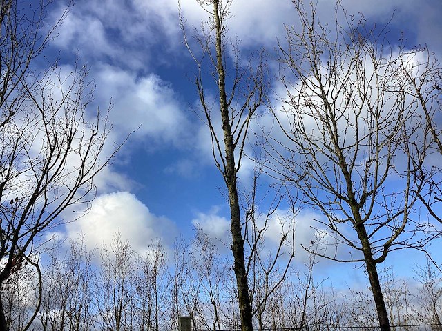 Haagbeuk - vormbomen - afbeelding 1 van  2