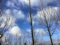 Haagbeuk - vormbomen - afbeelding 1 van  2