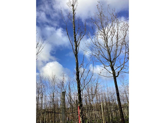 Haagbeuk - vormbomen - afbeelding 2 van  2