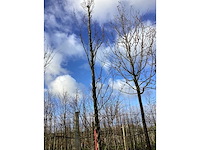 Haagbeuk - vormbomen - afbeelding 2 van  2