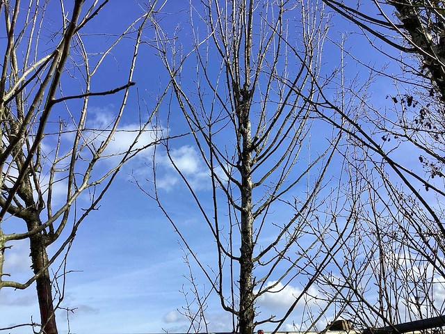 Haagbeuk - vormbomen - afbeelding 1 van  2