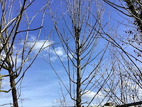 Haagbeuk - vormbomen - afbeelding 1 van  2