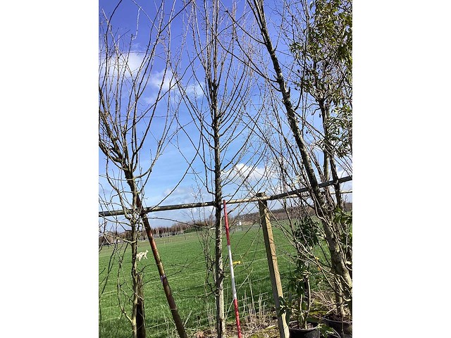 Haagbeuk - vormbomen - afbeelding 2 van  2