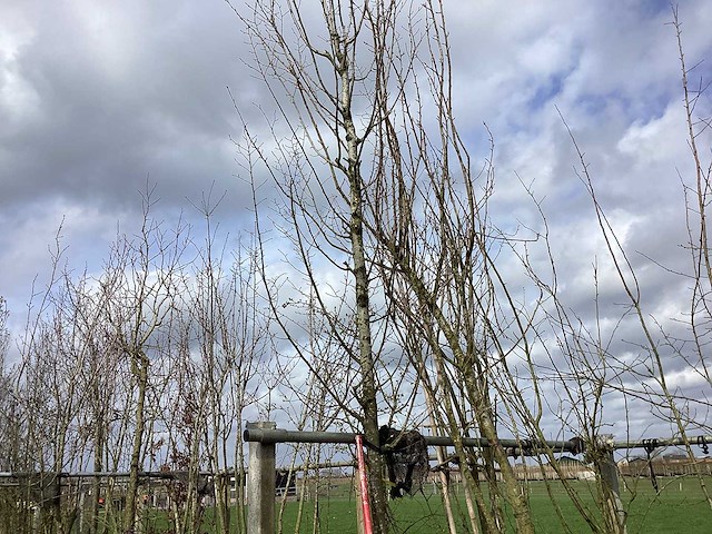 Haagbeuk - vormbomen - afbeelding 1 van  2