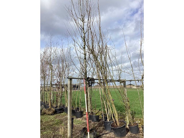 Haagbeuk - vormbomen - afbeelding 2 van  2