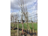 Haagbeuk - vormbomen - afbeelding 2 van  2