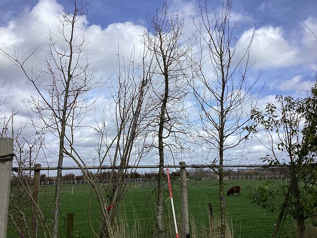 Haagbeuk - vormbomen - afbeelding 1 van  2