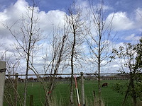 Haagbeuk - vormbomen - afbeelding 1 van  2