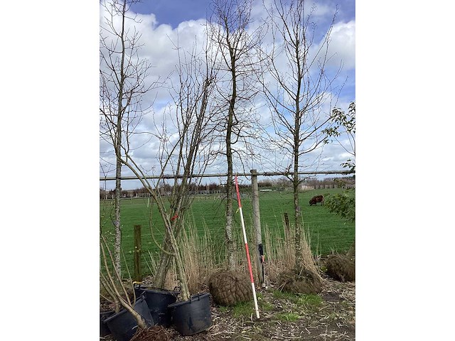 Haagbeuk - vormbomen - afbeelding 2 van  2