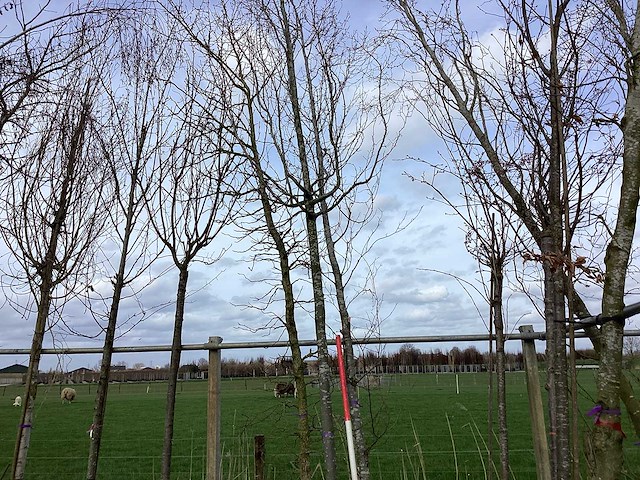 Haagbeuk - vormbomen - afbeelding 1 van  2