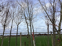 Haagbeuk - vormbomen - afbeelding 1 van  2