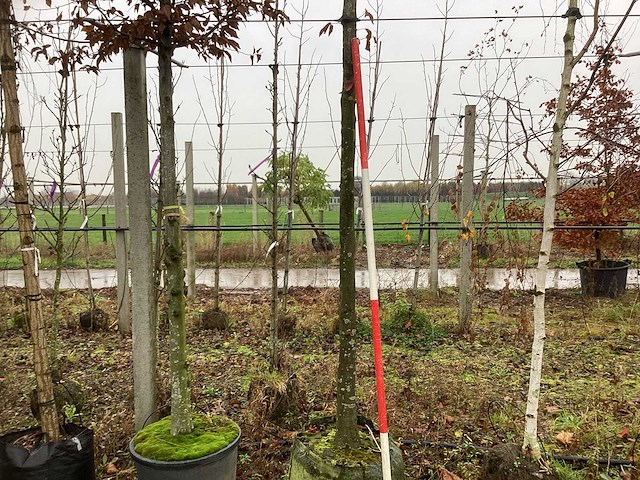 Haagbeuk - vormboom (2x) - afbeelding 1 van  3