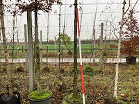 Haagbeuk - vormboom (2x) - afbeelding 1 van  3