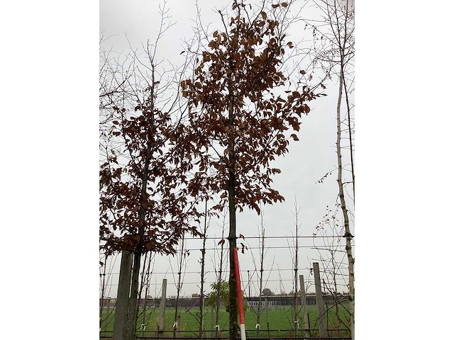 Haagbeuk - vormboom (2x) - afbeelding 2 van  3