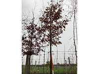 Haagbeuk - vormboom (2x) - afbeelding 2 van  3