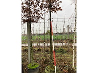 Haagbeuk - vormboom (2x) - afbeelding 3 van  3
