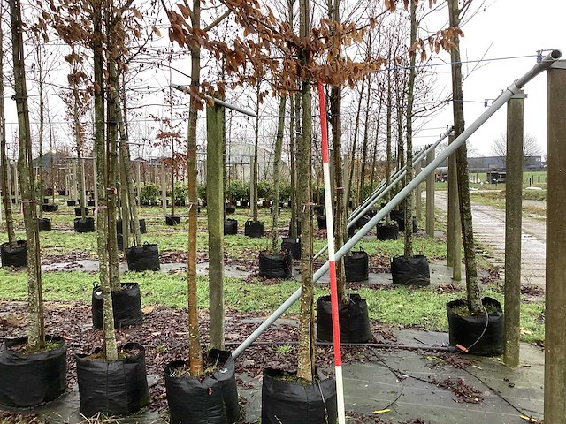 Haagbeuk - vormboom (2x) - afbeelding 1 van  3