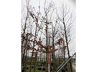 Haagbeuk - vormboom (2x) - afbeelding 2 van  3