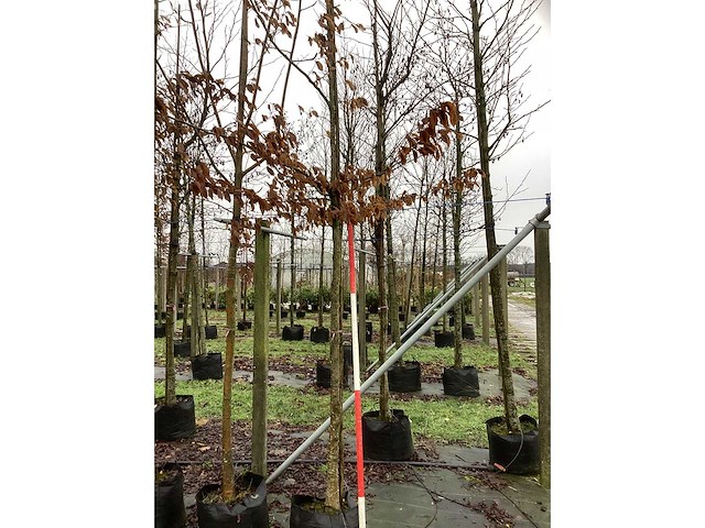 Haagbeuk - vormboom (2x) - afbeelding 3 van  3