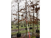 Haagbeuk - vormboom (2x) - afbeelding 2 van  3