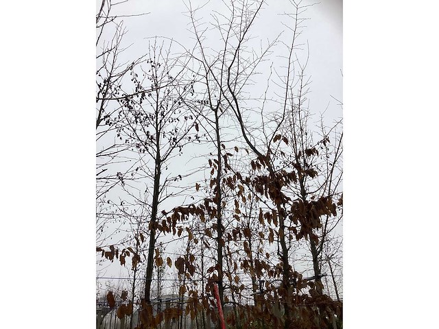 Haagbeuk - vormboom (2x) - afbeelding 3 van  3