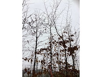 Haagbeuk - vormboom (2x) - afbeelding 3 van  3