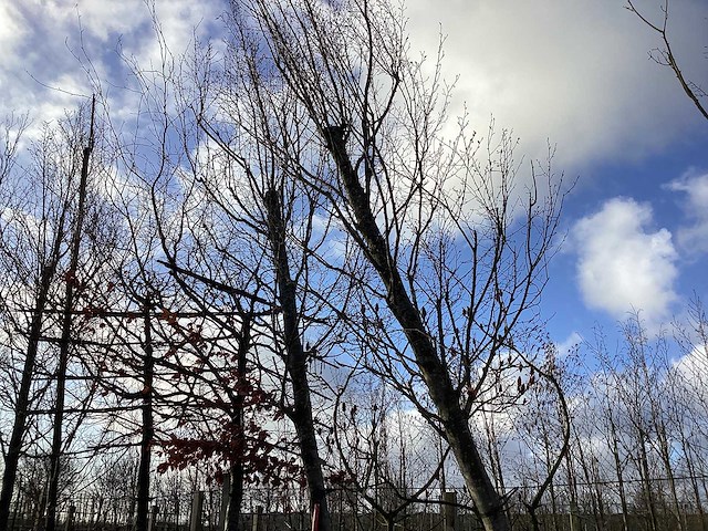 Haagbeuk - vormboom (2x) - afbeelding 1 van  2