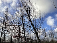 Haagbeuk - vormboom (2x) - afbeelding 1 van  2