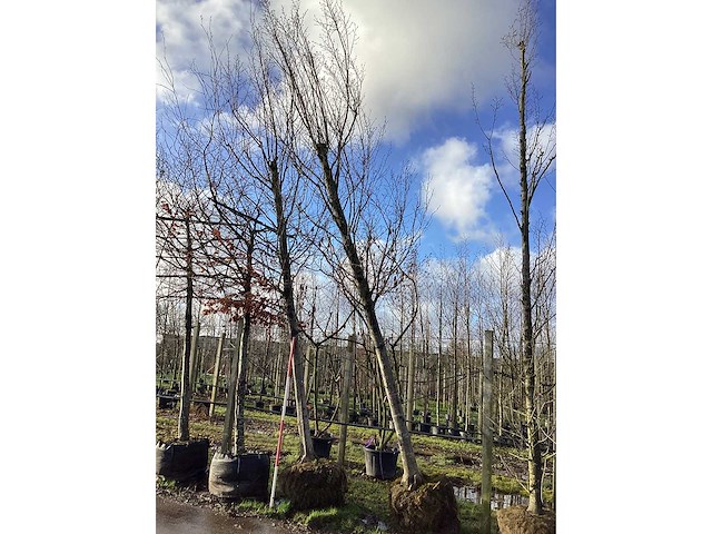 Haagbeuk - vormboom (2x) - afbeelding 2 van  2