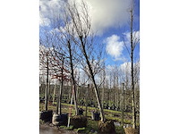 Haagbeuk - vormboom (2x) - afbeelding 2 van  2