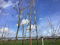 Haagbeuk - vormboom (2x) - afbeelding 1 van  2