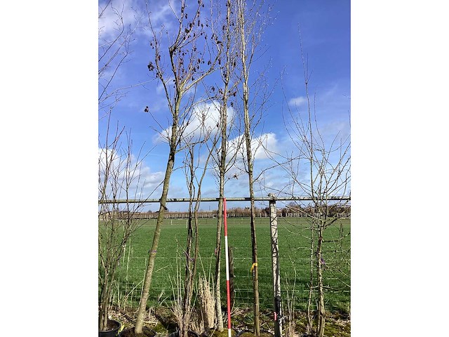 Haagbeuk - vormboom (2x) - afbeelding 2 van  2