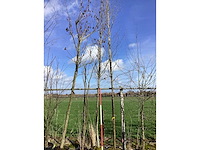 Haagbeuk - vormboom (2x) - afbeelding 2 van  2