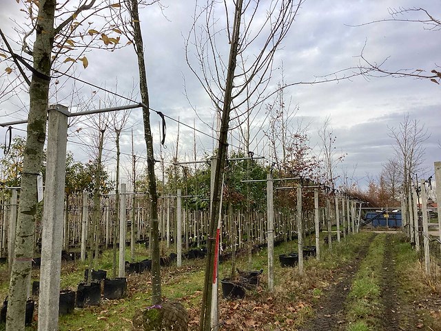 Haagbeuk - vormboom - afbeelding 1 van  3