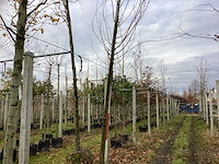 Haagbeuk - vormboom - afbeelding 1 van  3