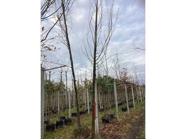 Haagbeuk - vormboom - afbeelding 2 van  3