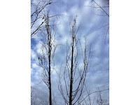 Haagbeuk - vormboom - afbeelding 3 van  3