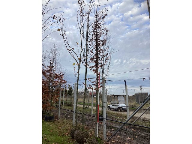 Haagbeuk - vormboom - afbeelding 2 van  3