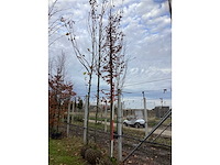 Haagbeuk - vormboom - afbeelding 2 van  3