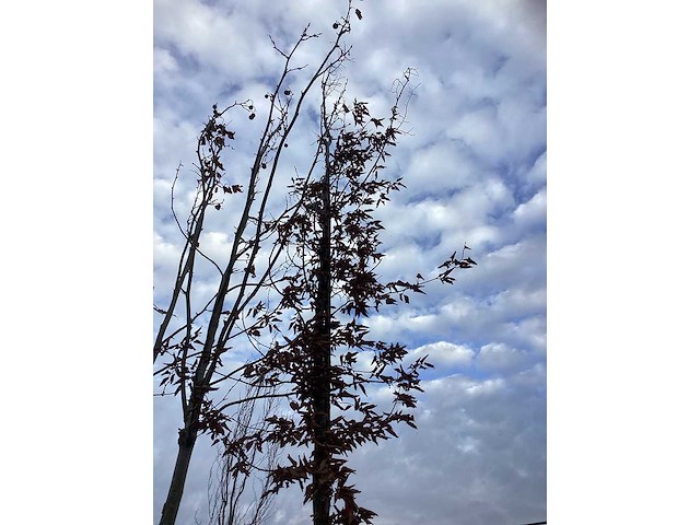 Haagbeuk - vormboom - afbeelding 3 van  3