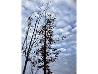 Haagbeuk - vormboom - afbeelding 3 van  3