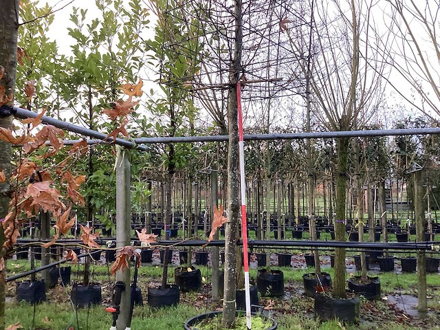 Haagbeuk - vormboom - afbeelding 1 van  3