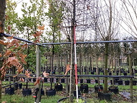 Haagbeuk - vormboom - afbeelding 1 van  3