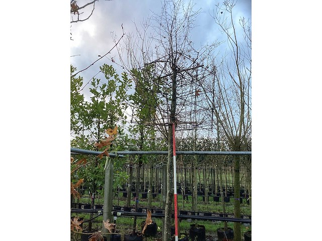 Haagbeuk - vormboom - afbeelding 2 van  3