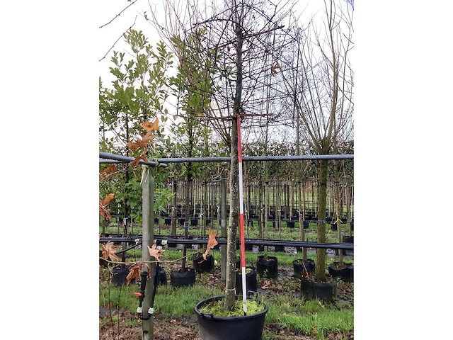 Haagbeuk - vormboom - afbeelding 3 van  3