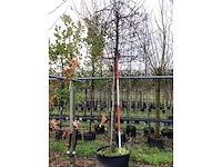 Haagbeuk - vormboom - afbeelding 3 van  3