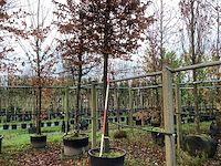 Haagbeuk - vormboom - afbeelding 1 van  2