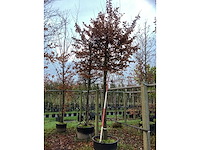 Haagbeuk - vormboom - afbeelding 2 van  2